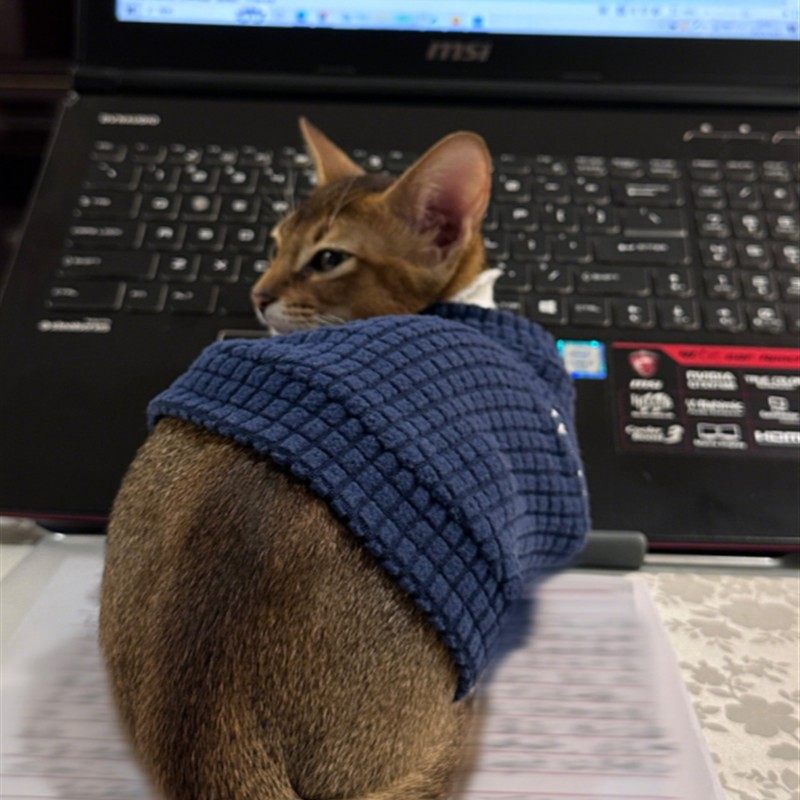 猫咪衣服秋冬加厚华夫格打底衫中小型犬保暖防掉毛秋衣家居服睡衣,淘宝优惠券,粉丝福利购,淘宝优惠卷