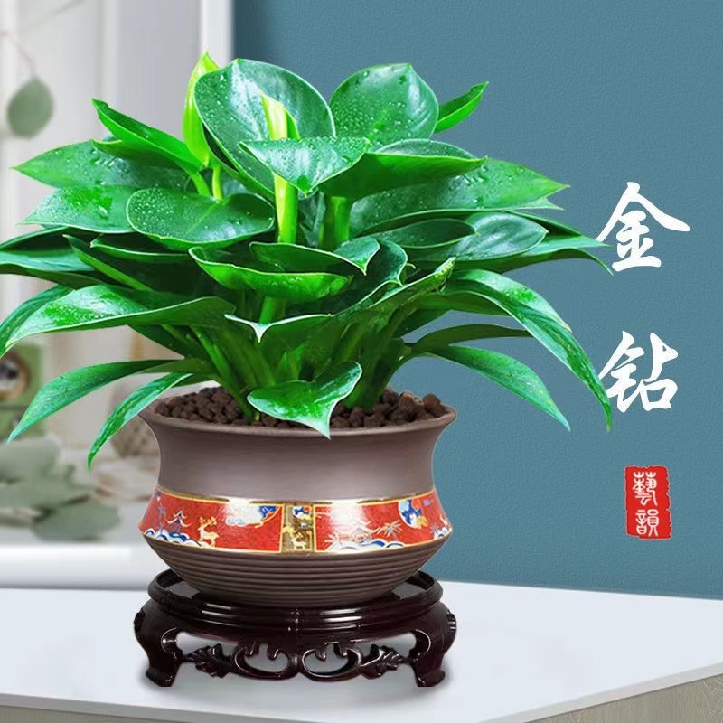 万年青金钻花卉盆栽办公室内桌面好养绿植四季常青绿公主植物盆景 - 图1