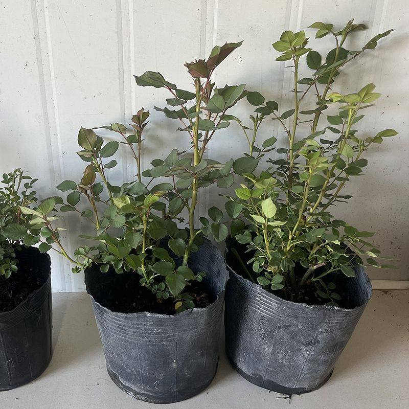 甜梦月季花藤本月季大花浓香四季开花蔷薇大爬藤庭院阳台地栽盆栽,淘宝优惠券,粉丝福利购,淘宝优惠卷