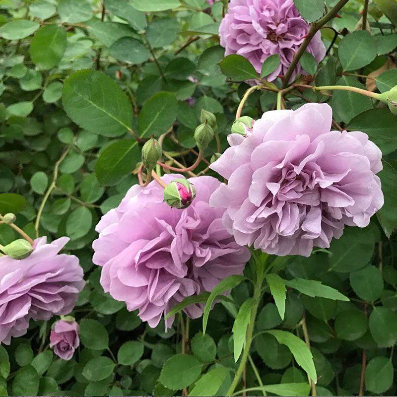 月季花苗蓝色阴雨蓝雨藤本爬藤丰花抗病的紫色系勤花花园,淘宝优惠券,粉丝福利购,淘宝优惠卷