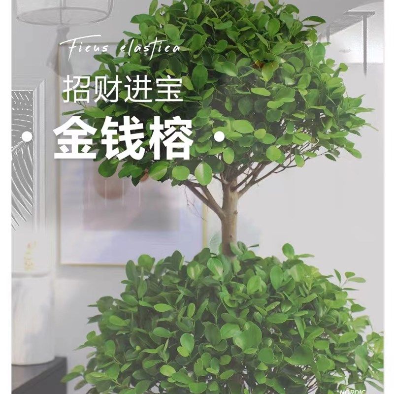 大型盆栽植物金钱榕摇钱树发财树客厅办公室绿植招财树开业植物,淘宝优惠券,粉丝福利购,淘宝优惠卷
