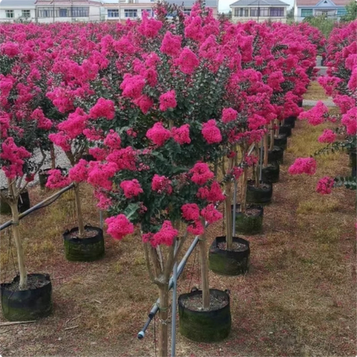 四季耐寒花卉紫薇树苗庭院种植地栽红火箭紫薇观赏花树苗盆栽大树 - 图0