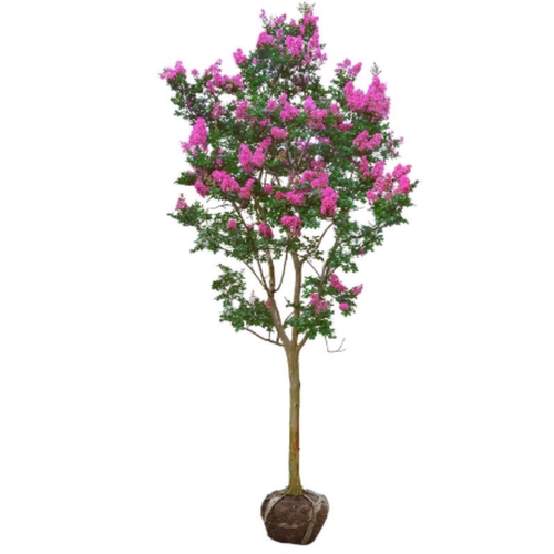 四季耐寒花卉紫薇树苗庭院种植地栽红火箭紫薇观赏花树苗盆栽大树 - 图3