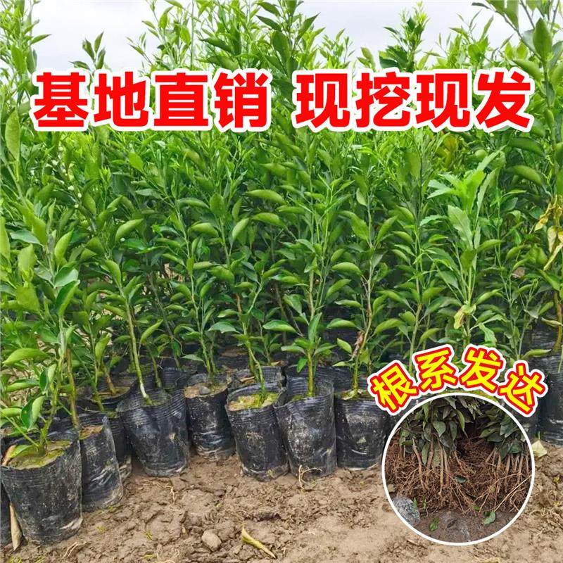 正宗四川丑橘春见耙耙柑果树苗水果种植粑粑柑丑桔橘子树果苗地栽,淘宝优惠券,粉丝福利购,淘宝优惠卷