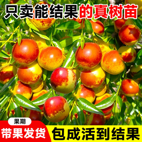 冰糖脆枣树活苗沾化冬枣树大枣超甜南方北方耐寒特大盆栽冬枣苗树 - 图3