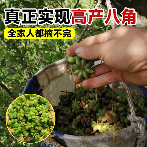 耐寒八角树树苗南北方庭院四季高栽种植食用大红茴香嫁接苗八角苗 - 图3