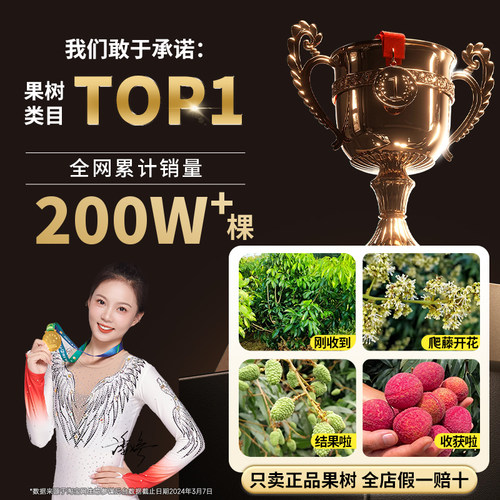 荔枝树苖无核桂味果树盆栽妃子笑嫁接水果树苗糯米糍果苗当年结果 - 图3