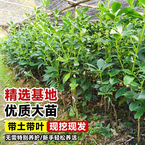 耐寒八角树树苗南北方庭院四季高栽种植食用大红茴香嫁接苗八角苗 - 图1