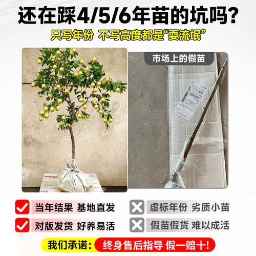 冰糖脆枣树活苗沾化冬枣树大枣超甜南方北方耐寒特大盆栽冬枣苗树 - 图0