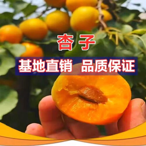 杏树苗特大早熟帝王甜杏子苗南方北方种植盆栽地栽果树苗当年结果 - 图2