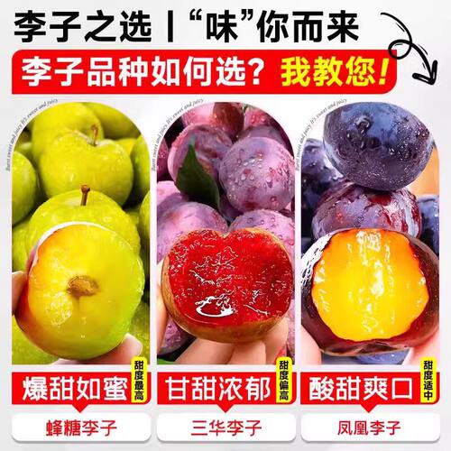 蜂糖李子树苗三华脆李子苗新品种大红袍特大号南方北方种植西梅苗 - 图2