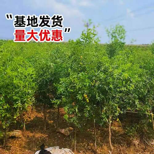 冰糖脆枣树活苗沾化冬枣树大枣超甜南方北方耐寒特大盆栽冬枣苗树 - 图2