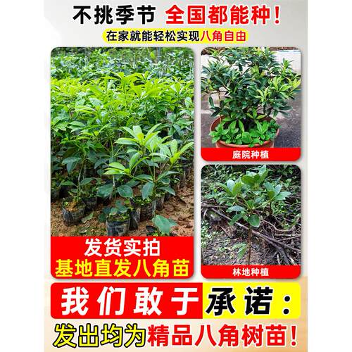嫁接八角树苗大红八角苗带土带叶盆栽矮化东荣罗马八角苗四季可种 - 图2