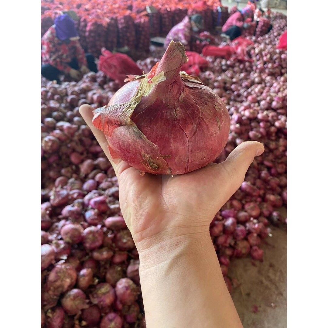 山东新鲜扁平二红水果洋葱可生吃微甜微辣5斤时令蔬菜,淘宝优惠券,粉丝福利购,淘宝优惠卷