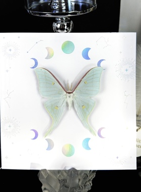 月神蛾绿尾大蚕蛾标本相框摆件