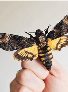 晴天蝴蝶鬼脸天蛾昆虫标本摆件