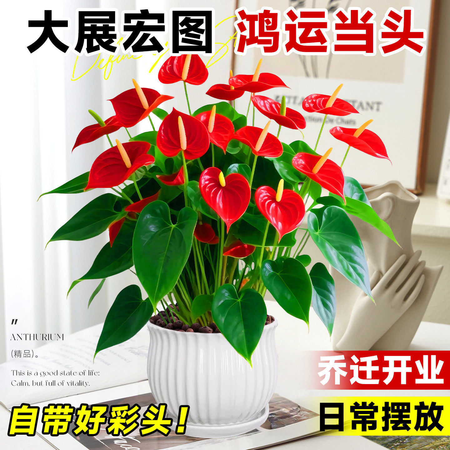 特大号红掌盆栽带花大叶大花客厅绿植室内好养植物办公室桌面花卉,淘宝优惠券,粉丝福利购,淘宝优惠卷