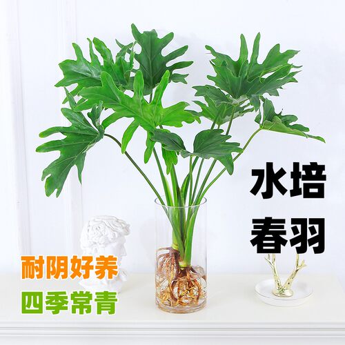 春羽水培植物盆栽室内客厅办公室桌面花卉大叶龟背竹好养绿植 - 图0