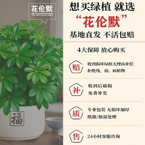 鸭脚木盆栽招财旺宅桌面盆景发财树绿植室内客厅中式禅意四季植物 - 图1