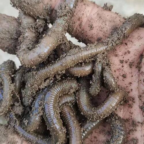 湖北现货特臭青蚯蚓垂钓松土料鲫鱼鲤鱼龙虾鳝鱼黑坑打窝野钓户外 - 图2