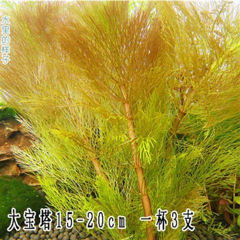 水草活体 淡水 植物鱼缸造景水草蜈蚣草绿菊增氧水草懒人水草活体 - 图0
