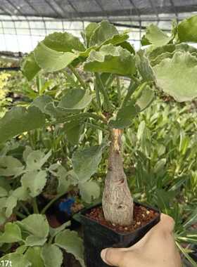 块根 安哥拉葡萄翁实生块根植物Cyphostemma uter var macropus A
