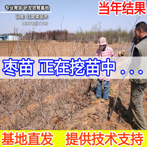 圆铃枣树嫁接苗北方耐寒冻庭院南方大枣超甜特大号老品种枣树活苗 - 图2