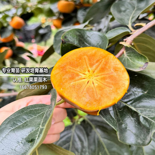 巧克力脆柿树苗黑心特大脆甜柿子树果苗南方北方耐寒嫁接庭院果树 - 图0
