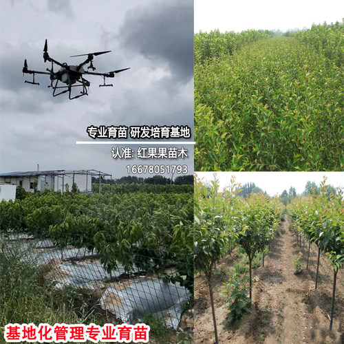 美早大樱桃苗山东基地正宗嫁接苗耐寒车厘子树苗北方南方庭院种植 - 图1