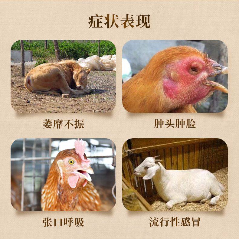 益炮红兽用板青颗粒兽药猪牛羊鸡鸭抗病毒清热解毒感冒喉肿痛国标,淘宝优惠券,粉丝福利购,淘宝优惠卷