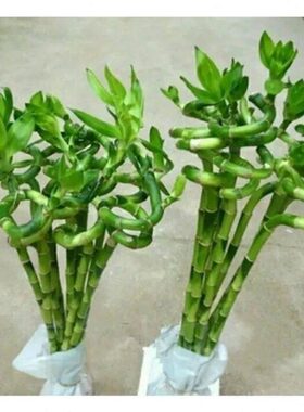 文昌竹富贵竹转运竹带根水培易养绿植花瓶摆件四季常青除甲醛易养