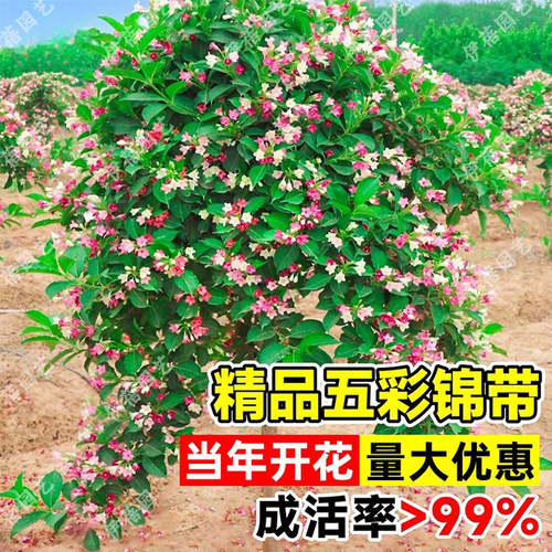 五彩锦带树苗状元树耐寒盆栽庭院绿化南北种植绿植四季高杆棒棒糖 - 图1