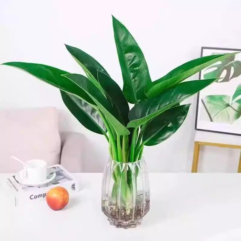 【下单立减50】大叶金钻水培植物盆栽绿公主室内桌面_WH,淘宝优惠券,粉丝福利购,淘宝优惠卷