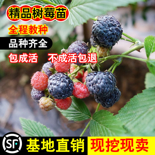 树莓苗双季覆盆子果树苗盆栽地栽南北方种植红黄树莓果苗多年生 - 图2