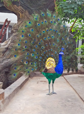 羽毛手工仿真孔雀摆件开屏孔雀标本家居客厅田园林橱窗落地装饰品