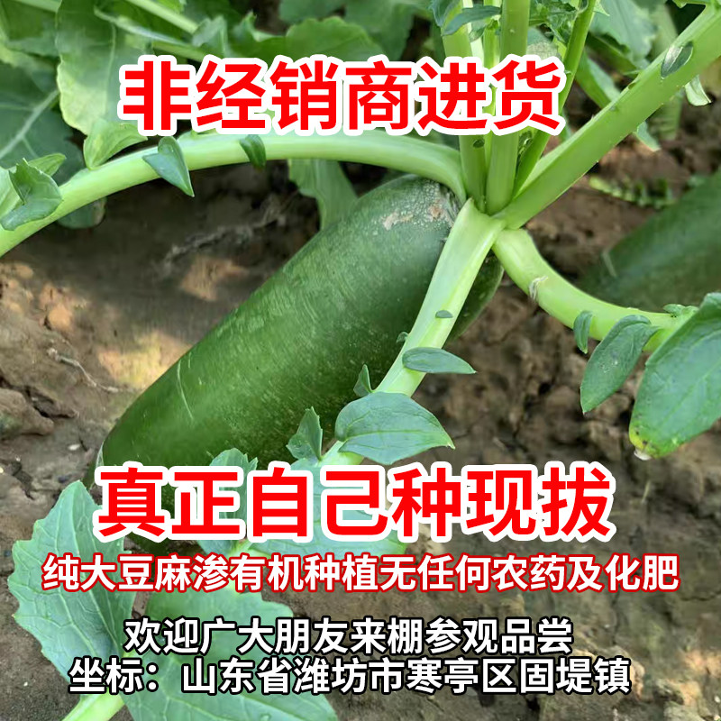 正宗潍坊生吃水果萝卜脆甜新鲜潍县特产冰激凌天星2号沙窝青萝卜,淘宝优惠券,粉丝福利购,淘宝优惠卷