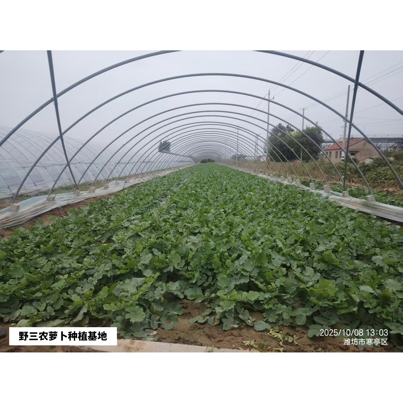 正宗潍坊生吃水果萝卜脆甜新鲜潍县特产冰激凌天星2号沙窝青萝卜,淘宝优惠券,粉丝福利购,淘宝优惠卷