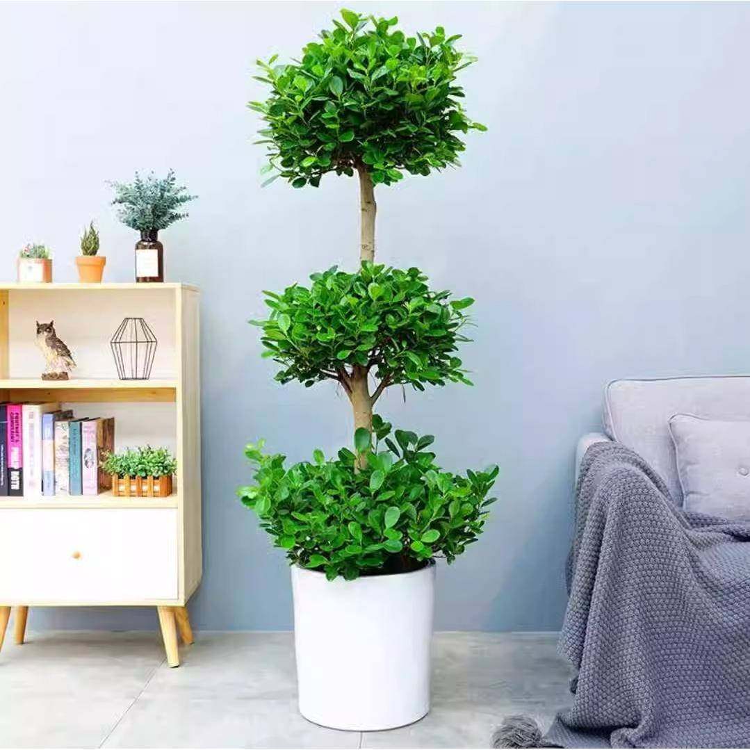 金钱榕盆栽室内客厅摇钱树大型四季常青植物办公室盆景绿植易成活,淘宝优惠券,粉丝福利购,淘宝优惠卷