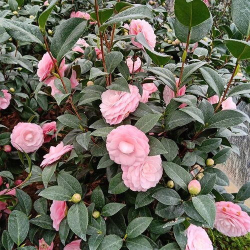 宫粉茶花盆栽粉红色小桃红带花苞老品种庭院花卉树苗阳台好养绿植 - 图2