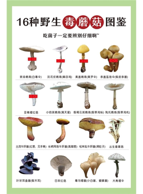 远离毒蘑菇宣传海报勿采毒蘑菇告示常见毒蘑菇贴图毒蘑菇的认识图