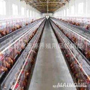 蛋鸡笼厂家镀锌养殖蛋鸡笼层叠式阶梯式鸡笼全自动养殖场,淘宝优惠券,粉丝福利购,淘宝优惠卷