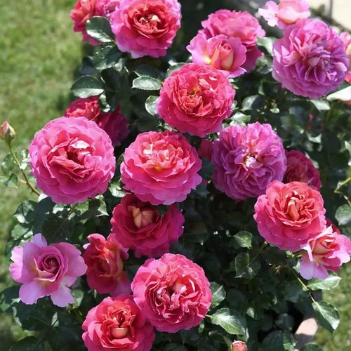 巴黎精神 月季花苗 法国戴尔巴德大花灌木浓香勤花庭院阳台盆栽 - 图0