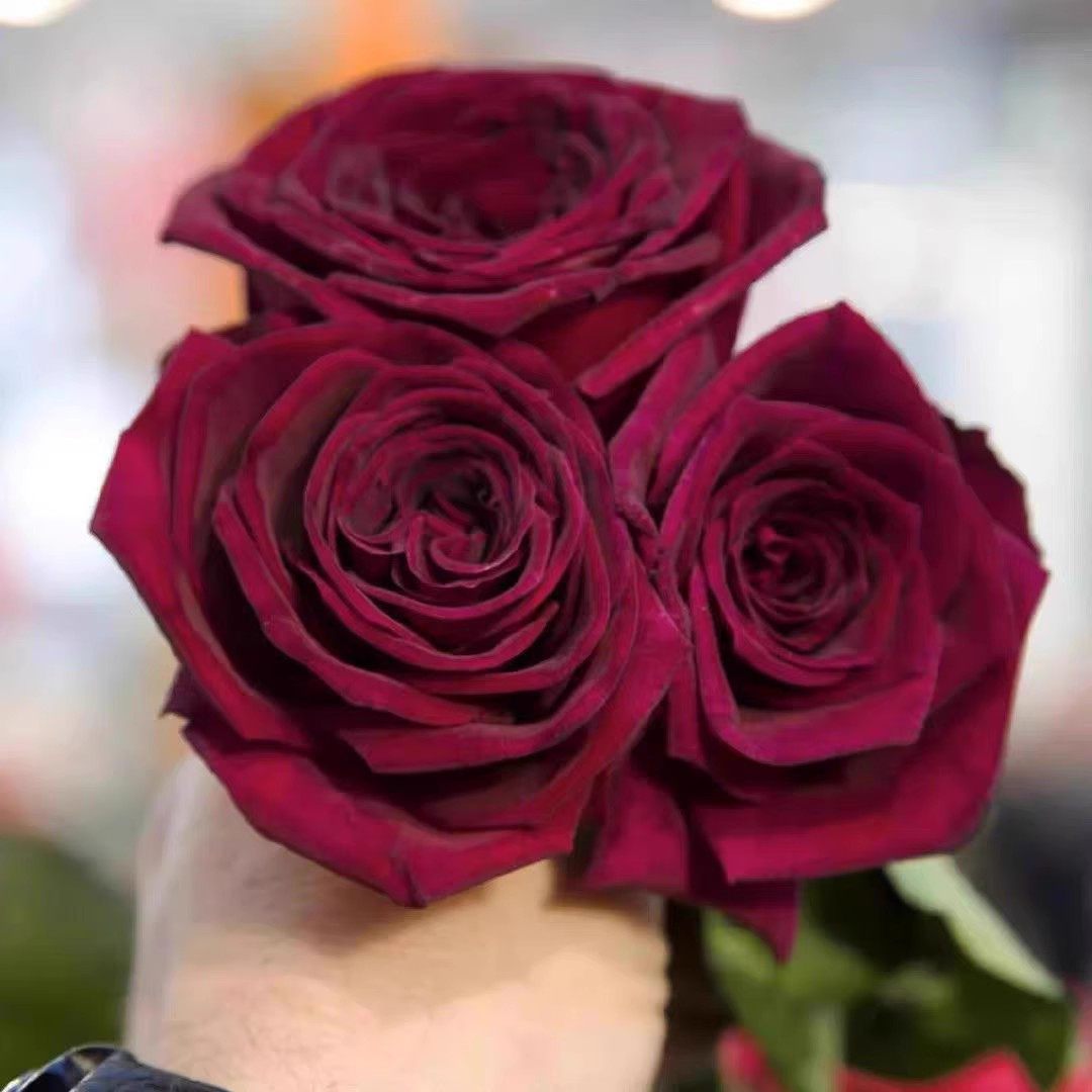 新品 暗香 月季玫瑰花苗 黑巴克升级版 浓香灌木大花勤花庭院盆栽,淘宝优惠券,粉丝福利购,淘宝优惠卷