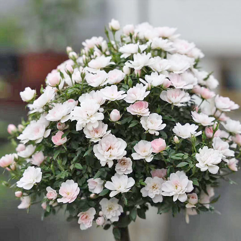 微月日本 姬乙女 月季花苗 迷你微盆景多头勤花阳台桌面 盆栽花卉 - 图0