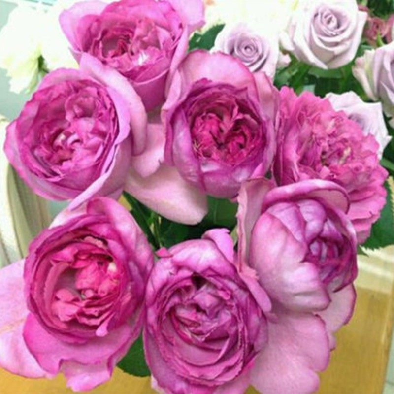 伊芙伯爵 纯伊芙系列浓香包子月季花苗盆栽四季灌木花卉扦插小苗,淘宝优惠券,粉丝福利购,淘宝优惠卷