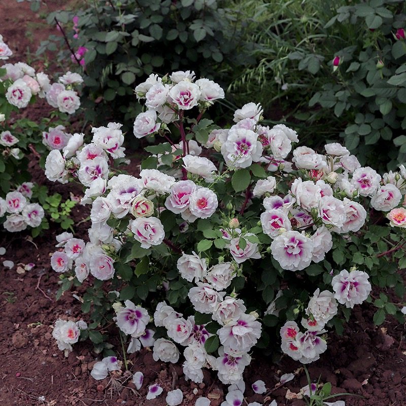 欧月 你的眼睛/万众 阳台庭院月季花苗丰花勤花复色玫瑰盆栽,淘宝优惠券,粉丝福利购,淘宝优惠卷