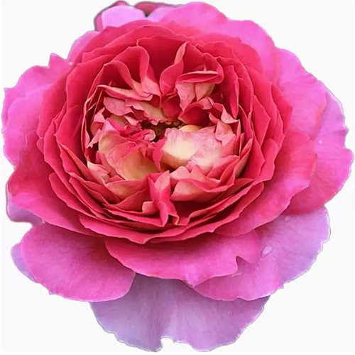 巴黎精神 月季花苗 法国戴尔巴德大花灌木浓香勤花庭院阳台盆栽 - 图3