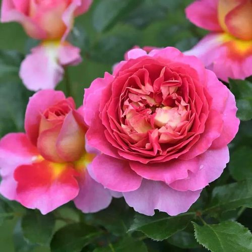 巴黎精神 月季花苗 法国戴尔巴德大花灌木浓香勤花庭院阳台盆栽 - 图1