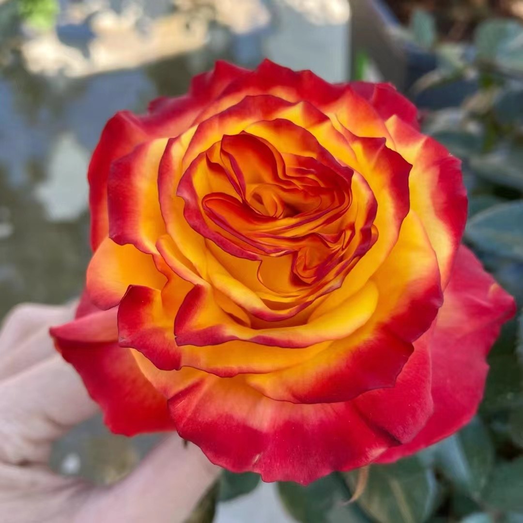 新品 胜利女神 月季花苗肯尼亚大花灌木切花直立玫瑰阳台庭院盆栽,淘宝优惠券,粉丝福利购,淘宝优惠卷