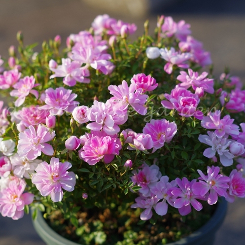 微月日本 姬乙女 月季花苗 迷你微盆景多头勤花阳台桌面 盆栽花卉 - 图2